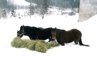 zima 2006